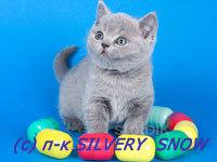 Британские котята. Питомник Silvery Snow - Россия