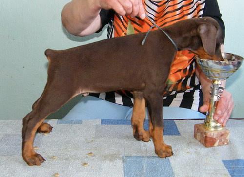 http://img.stolbik.net/a/5217754/wmua/2-doberman_25_messchenki.jpg