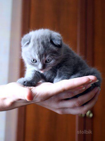 Как лечить понос у шотландского вислоухого котенка Как лечить понос у шотландского вислоухого котенка