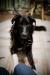 Найден симпатичный черный пес  - Россия