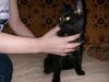 Отдам котика  - Россия