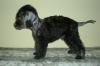 Лучшая собака для семьи - Bedlington Terrier  - Беларусь