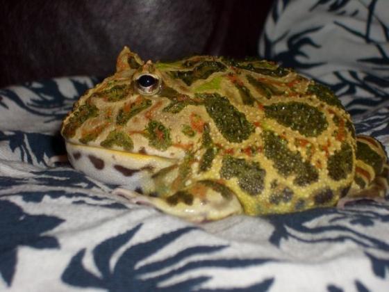 Украшенная рогатка (Ceratophrys ornata) - Беларусь