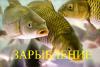 Продам личинку карпа  - Россия