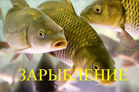 Продам личинку карпа - Россия