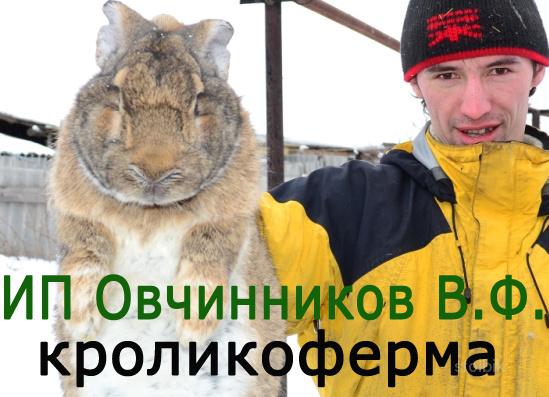 Продажа кроликов великанов "Немецкий Ризен" - Россия