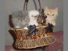 Экзотические короткошерстные котята  - Беларусь