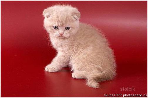 клубные котята - Россия