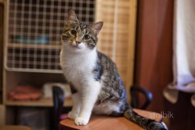 Отдам активного котика в хорошие руки - Россия