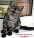 Британские дымные котята из питомника VIVIAN.  - Россия