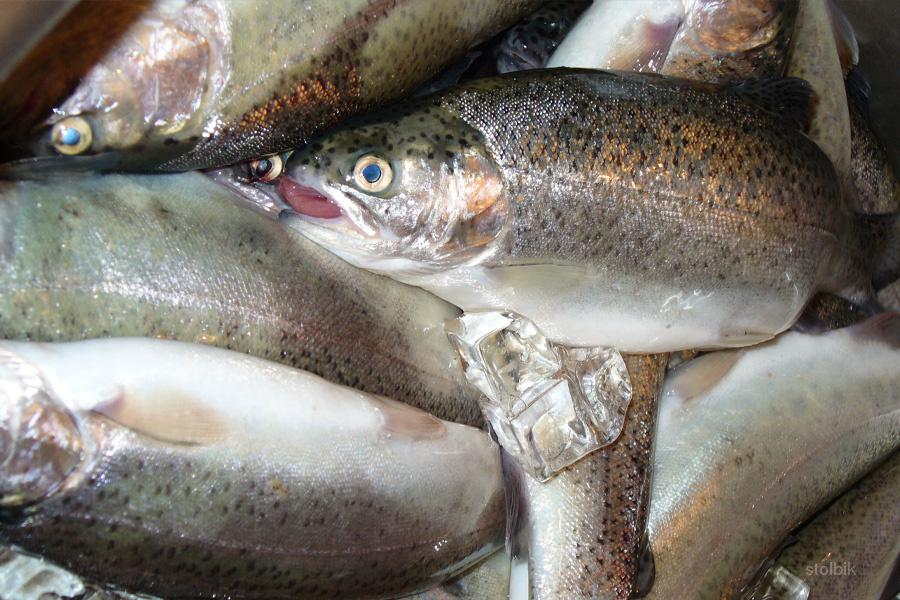 Продам радужную форель - Россия