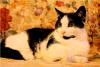 6012191_4.jpg