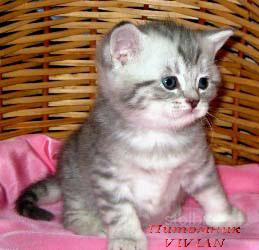 Британские котята вискас из питомника VIVIAN. - Россия