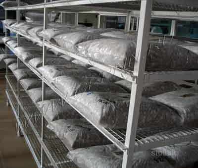 Продажа Мицелия - Россия