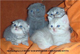 Британские и шотландские вислоухие котята - Россия