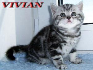 Британские мраморные котята из питомника VIVIAN. - Россия