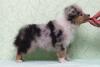 Щенки шелти ждут своих единственных хозяев!  - Россия