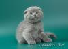 Шотландские короткошерстные котята -  - Россия