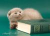 Шотландские короткошерстные котята -  - Россия