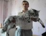 котята Мейн Кун -нежные гиганты  - Россия