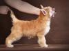 Продаются щенки китайской хохлатой собачки  - Россия