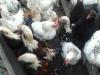 продам инкубационное яйцо фавероль брама кохинхин орпингтон - Украина продам инкубационное яйцо фавероль брама - Украина