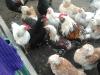 продам декоративных кур - Украина продам декоративных кур - Украина