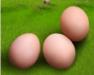 яйца куриные инкубационные Рос-308 - Украина яйца куриные инкубационные Рос-308 - Украина