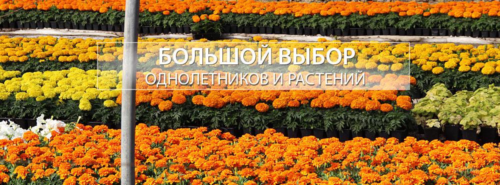 Твой Сад Интернет Магазин Каталог