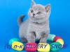 Британские котята. Питомник Silvery Snow - Россия Британские котята. Питомник Silvery Snow - Россия