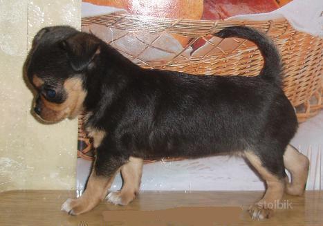http://img.stolbik.net/a/5115238/wmua/3-karmannyie_sobachki_chihuahua_toj_terer_foto.jpg