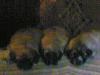 5146760_3.jpg