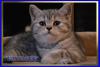Шотландские котята из питомника Daryacats - Россия Шотландские котята из питомника Daryacats - Россия