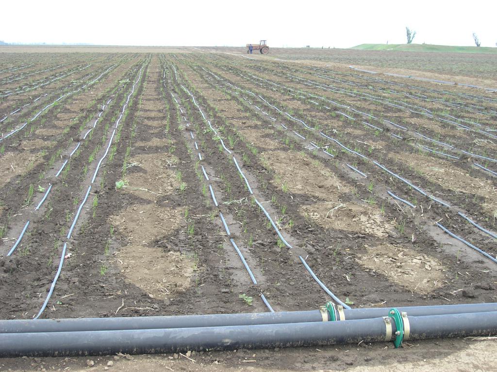 Капельный полив дачный 100 метров. Укрывная пленка и капельный полив. Netafim капельный полив картофеля. 1 капельное орошение. Капельный полив бухта 3000 метров.