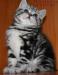 Британские котята мраморного окраса из питомника VIVIAN. - Россия Британские котята мраморного окраса из - Россия