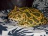 Украшенная рогатка (Ceratophrys ornata) - Беларусь Украшенная рогатка (Ceratophrys ornata) - Беларусь