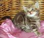 Британские котята мраморного окраса из питомника VIVIAN. - Россия Британские котята мраморного окраса из - Россия