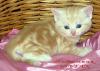 Британские котята мраморного окраса из питомника VIVIAN. - Россия Британские котята мраморного окраса из - Россия
