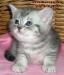 Британские клубные котята вискас из питомника VIVIAN. - Россия Британские клубные котята вискас из - Россия