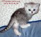 Британские клубные котята вискас из питомника VIVIAN. - Россия Британские клубные котята вискас из - Россия
