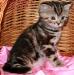 Британские котята мраморного окраса из питомника VIVIAN. - Россия Британские котята мраморного окраса из - Россия