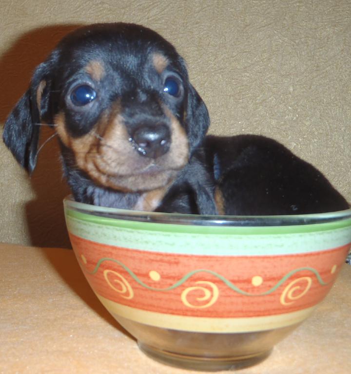 Такса 1 год. Щенок таксы 4 месяца. Такса 3 месяца. Рацион таксы. Щенок таксы и взрослая кошка.