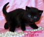 Британские клубные черные котята из питомника VIVIAN. - Россия Британские клубные черные котята из - Россия