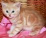 Британские котята красный мрамор на серебре из питомника VIVIAN. - Россия Британские котята красный мрамор на - Россия