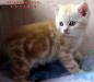 Британские клубные котята из питомника VIVIAN. - Россия Британские клубные котята из питомника VIVIAN. - Россия