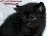 Британские клубные черные котята из питомника VIVIAN. - Россия Британские клубные черные котята из - Россия