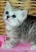 Британские клубные котята вискас из питомника VIVIAN. - Россия Британские клубные котята вискас из - Россия
