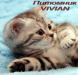 Британские клубные котята из питомника VIVIAN. - Россия Британские клубные котята из питомника VIVIAN. - Россия