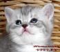 Британские клубные котята из питомника VIVIAN. - Россия Британские клубные котята из питомника VIVIAN. - Россия