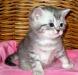 Элитные британские котята вискас из питомника VIVIAN. - Россия Элитные британские котята вискас из - Россия